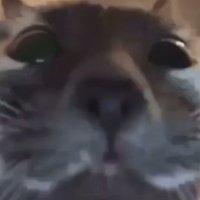 CatsWhichAreAbnormallyCloseToCameras(@CatsCloseToCam_) 's Twitter Profile Photo