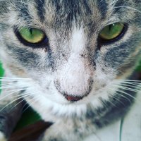 桃から産まれた桃太郎 (@kakutani2030) 's Twitter Profile Photo 桃から産まれた桃太郎 (@kakutani2030) 's Twitter Profile Photo