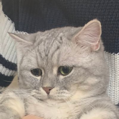 日常と猫 2019/3/31生まれ短足マンチカン♂だいふく 2021/7/16生まれモフモフミヌエット♀おはぎ