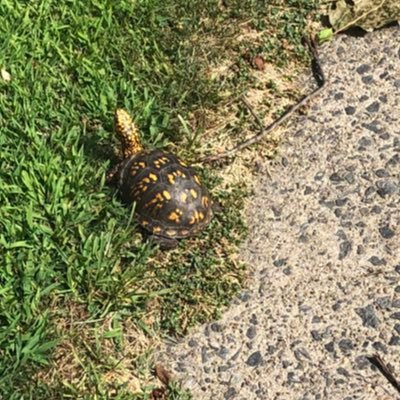 A lost turtle across the sidewalk. All pronouns are accepted. 🤟 🏳️‍🌈