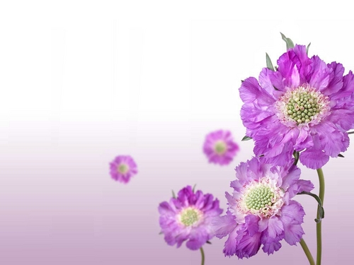 bristijhora's profile picture. 