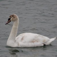 Brigid Fian (@brigidfian) 's Twitter Profile