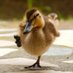 Motherless Duckling (@motherlessduck) Twitter profile photo Motherless Duckling (@motherlessduck) Twitter profile photo