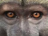 TheRealNJBaboon's profile picture. Born in Great Adventure Free at last enjoying the high life