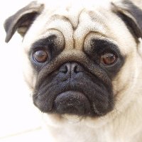 Pug Facts(@PugFacts0804) 's Twitter Profile Photo