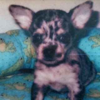 chesterchi's profile picture. I'm a blue merle... I like treats, barking, biting, jingle bells and chicken meat but no ham... gives me gas