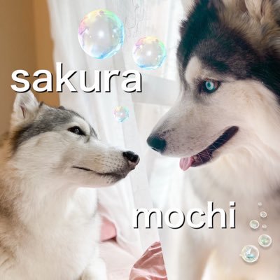 おまぬ家のシベリアンハスキー🐺🐺 シュッとしてツンデレ→さくら🌸（6月27日生♀）と、バイアイの暴れん坊将軍→もち🍡（6月14日生♂）よろしくお願いします🌸🍡