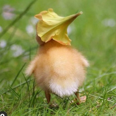 whywasinotborn1's profile picture. to be a duck or not be a duck