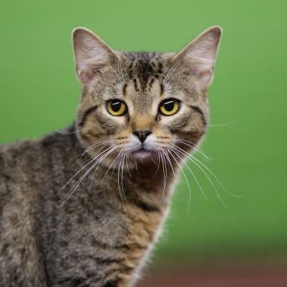 SNOWENxD's profile picture. 