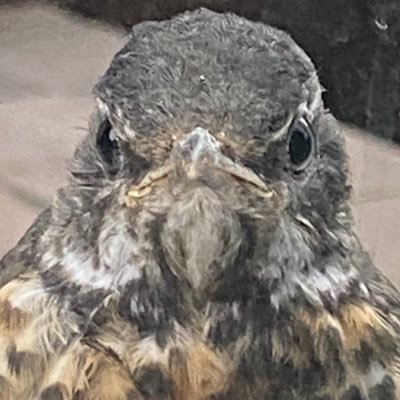 ChrisDurlacher's profile picture. 