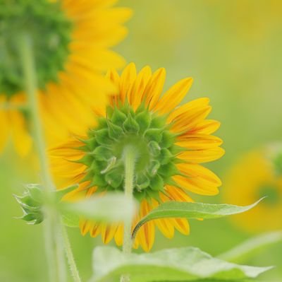 下手ですが花、ポートレートの撮影が好きで、気が向いた時に撮影会に参加してます。
ああ、悲しいな…悲しくなくする為に生きているはずなのに、何でだろうな、、