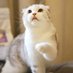 brandname cat family (@bncatfamily) Twitter profile photo brandname cat family (@bncatfamily) Twitter profile photo