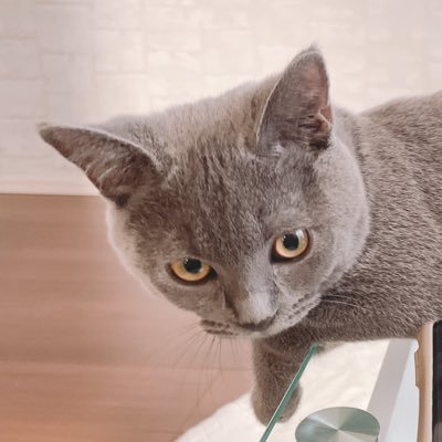 猫を飼いたいけど飼えないそんな人たちが #猫のいる暮らし を少しでも覗き見出来て幸せになれますように🪄🫧 シャルトリューのおとこのこ🐈‍⬛꒰ঌ🍭໒꒱ 幸せのタグ( #猫の後頭部を食べたい )