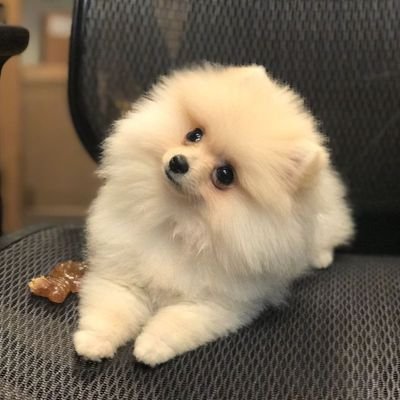 sirwarlordbazza's profile picture. 