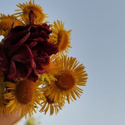 Haticedb76's profile picture. Iğdır