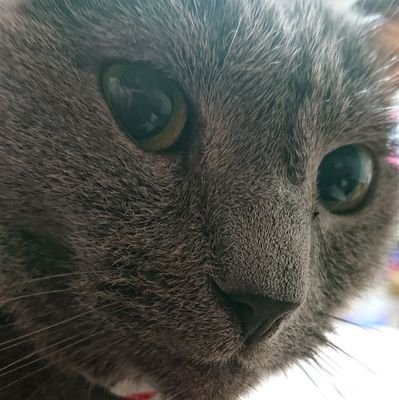 churulu4242's profile picture. アラサー女子の日常とか仕事とかピアスとかゲームの事ばっかりよ。
最近はこっちにいるよ
ドズル社用→【@chumichumiruuun】
ピアス用→【@chumapippi】