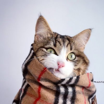 MonosBzh's profile picture. Love making Hearthstone wild off-meta decks