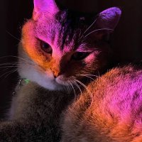 Неоновый meow(@asestent) 's Twitter Profile Photo