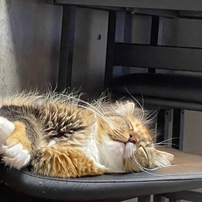 merodyryo's profile picture. 28歳、不動産業🤗 宅建R3年度36点、合格しました！！次はインテリアコーディネーター取得😆