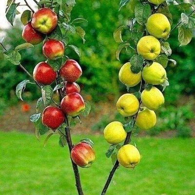 قلوبنا بيض مليانه من الطيبه
مأكل شئ! يزعلنا ويرضينا