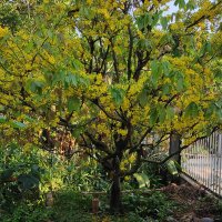 KusorM (@kusorm) 's Twitter Profile