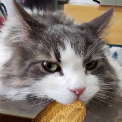 Machanoriさんのプロフィール画像