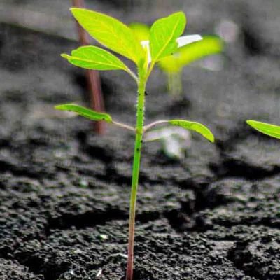 Manikan03727973's profile picture. 