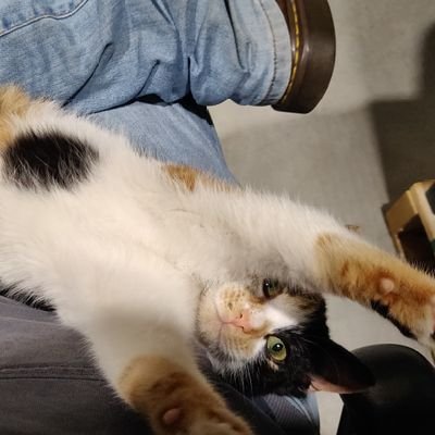 kindisacciu's profile picture. 