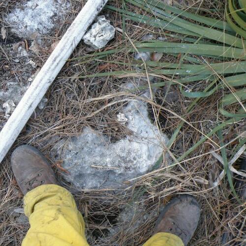 Ecologist