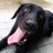 黒犬の友達のアイコン