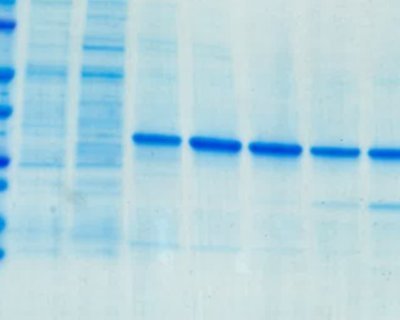 Biomolecular Interactions technology facility at the University of Leeds.

SPR, ITC and MST for binding assays. Refeyn for solution molecular weights.