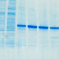 BiomolecularInteractionsLeeds (@bindingleeds) 's Twitter Profile Photo BiomolecularInteractionsLeeds (@bindingleeds) 's Twitter Profile Photo