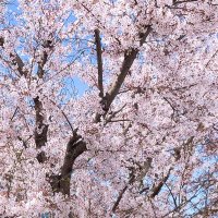 さくら (@t_sakura_t) 's Twitter Profile