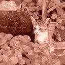 aracely murillo - @aracely_green - Twitter