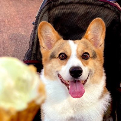 ren5co's profile picture. 犬と全国旅したいハイエース乗り