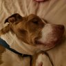 scottstoll2017's profile picture. Pitbull Rescue Dad. *RESCUE OLDER DOGS!* Speaker/Dev Advocate/Flutter Developer. Founder of Good Dog Apps, creator of HumpDayQandA, organizer of GDG Cleveland