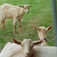 Crossroads Farm (@farmlife_potton) 's Twitter Profile Photo