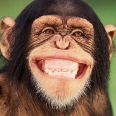 Smiling Chimp