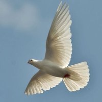 Ahmed ALtamimi (@tamim_70) 's Twitter Profile Photo Ahmed ALtamimi (@tamim_70) 's Twitter Profile Photo