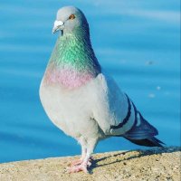Patrick Steed - @Irish_Pigeon Twitter Profile Photo