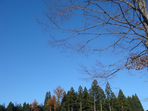 写真は第二のふるさと、青森の空。
It's only knock and knowall but i like it.
Never mind the typos.
Japan
