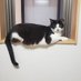 ねこねこ不動産 (@diy_nekoneko) Twitter profile photo ねこねこ不動産 (@diy_nekoneko) Twitter profile photo