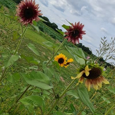 wokinglyka's profile picture. 