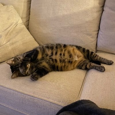 Hat_rack_jack's profile picture. Constitutionalist, scientist, dog lover, not even a cat liker, bourbon lover