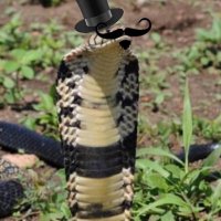 Grand Prairie Cobra (@cobragrand) 's Twitter Profile