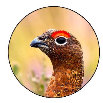 Ballydangan Bog is a community-based conservation project and is home to Red Grouse and Curlews.