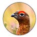 BallydanganBog (@ballydanganbog) Twitter profile photo BallydanganBog (@ballydanganbog) Twitter profile photo