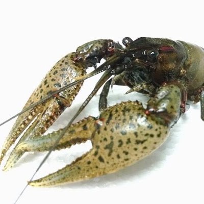 PhD in Aquatic Macroecology; Fish Biologist with USGS UMESC; 100% crayfish enthusiast