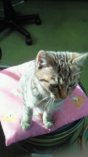 vf510's profile picture. バイクとヴァンフォーレ甲府とスキーが大好きなオッサンです。愛車はNUDA900R  WR250F  Z125　XSR900
みきを保護犬カフェから家族に迎えました。道端で保護した子猫の栗坊も家族の一員に。