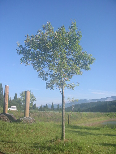 yuuki6201's profile picture. 